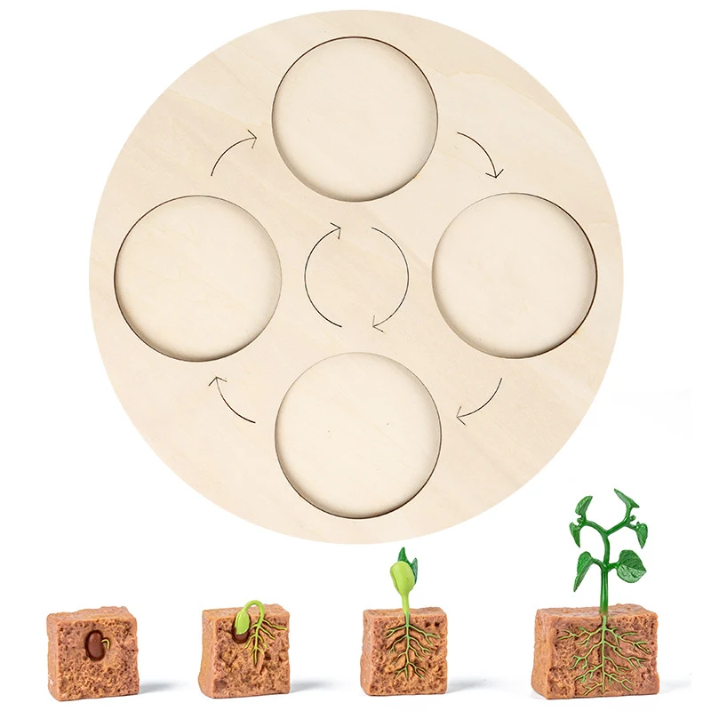 Montessori Ciclo de Crescimento Quadro de Dedução Materiais Didáticos Bandeja de Madeira. Estimula aprendizado sequencial, observação e raciocínio lógico. — foto 1
