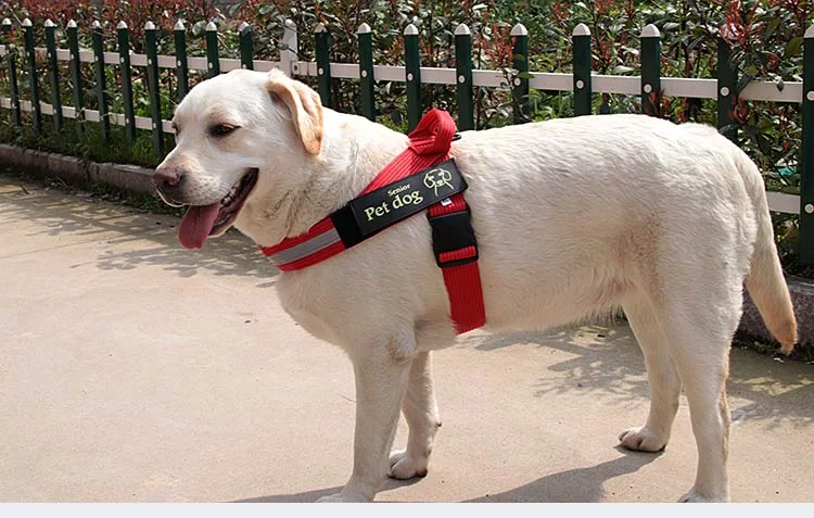 Title 3, Dog Leash and Chest Harness