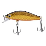 B blackbacked gold body