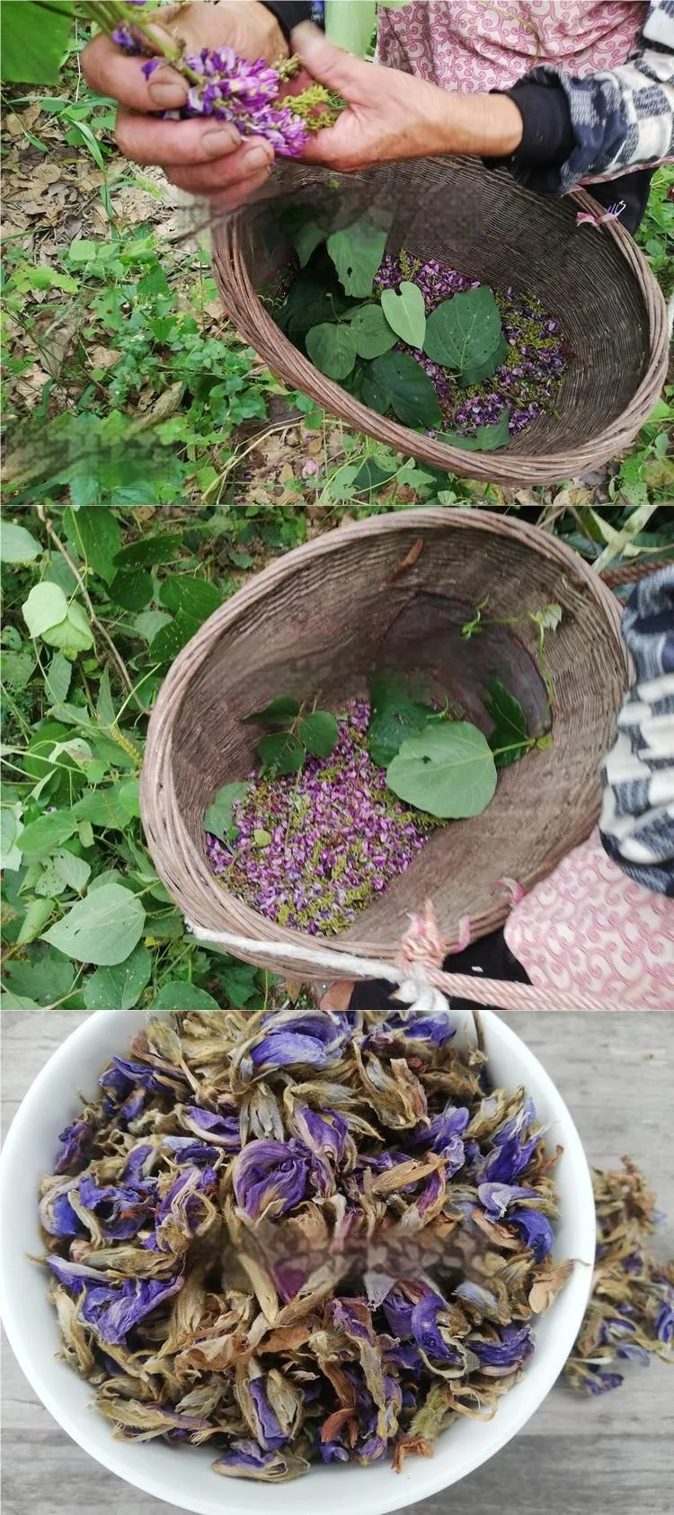 Title 1, Wild Hangover Tea Sulfur-free Pueraria Flower