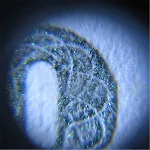 miniatures image - 10