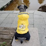 Warm puppy clothes Keep your puppy cozy and protected from the cold with our range of comfortable and warm clothes, ensu — photo 3