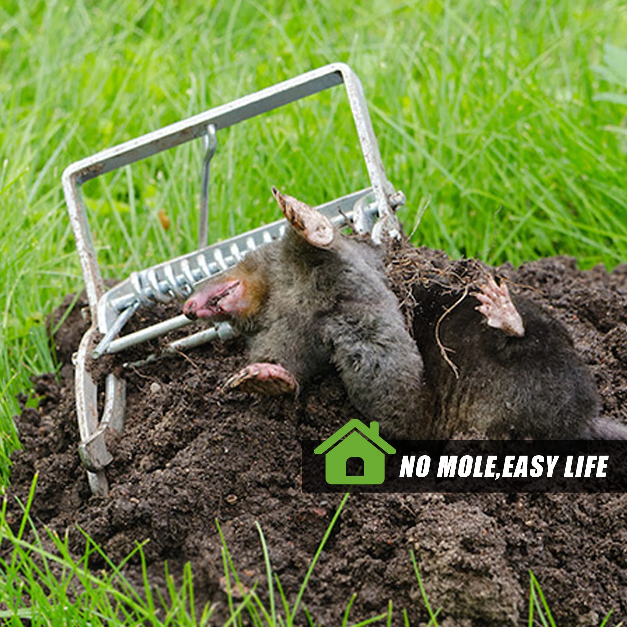Title 4, The Mole Rat Farm Rat Trap Efficiently captures...