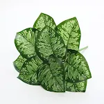 Green Heart