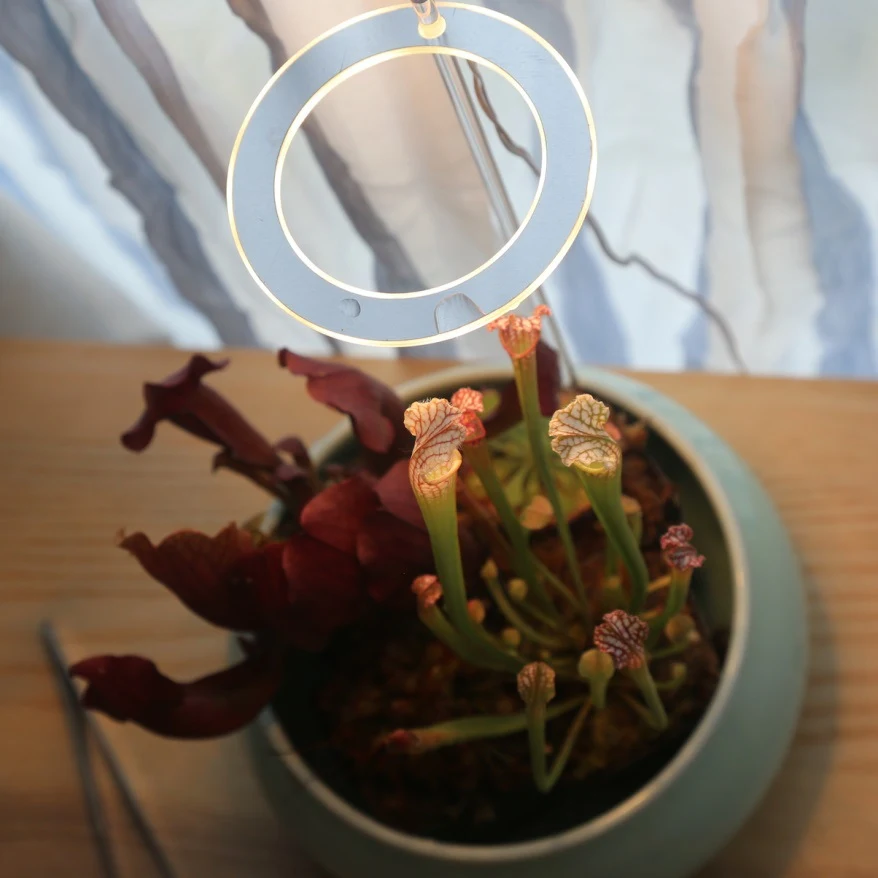Lâmpada de cultivo LED de espectro completo USB para plantas. Iluminação de crescimento para plantas de interior, estimula o crescimento saudável. — foto 23