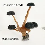 20-25cm 5 heads