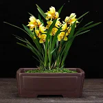 miniatures image - 1