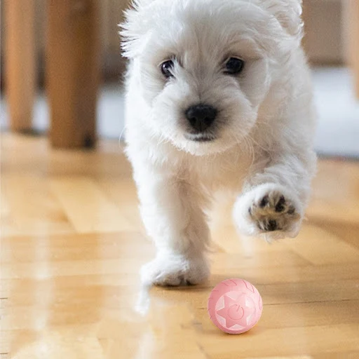 Title 5, XINGX Rolling Ball Cat Toy Self-Hi Bite-resista...
