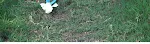miniatures image - 29