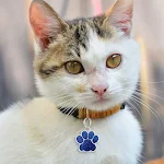 Personalized Dog Cat Tags Engraved Cat Dog Glitter Pendant Paw Print Custom Puppy Pet ID Name Collar Tag Pendant Pet Acc — photo 4