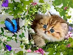 miniatures image - 0