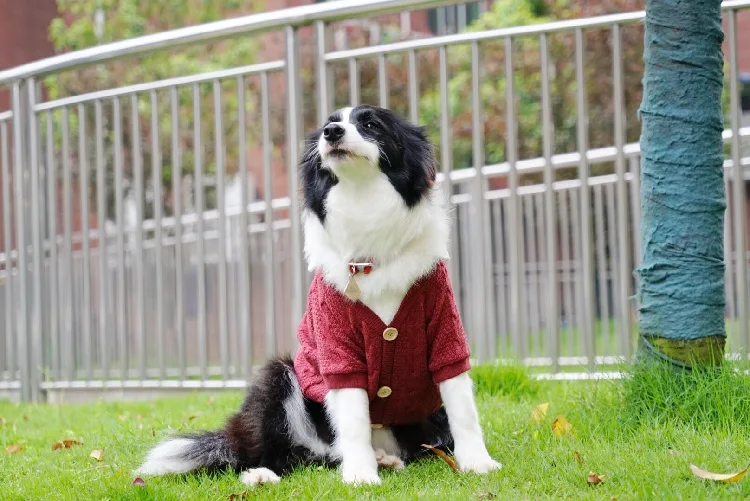 Title 9, Fake Cardigan for big dog clothes, with two big...