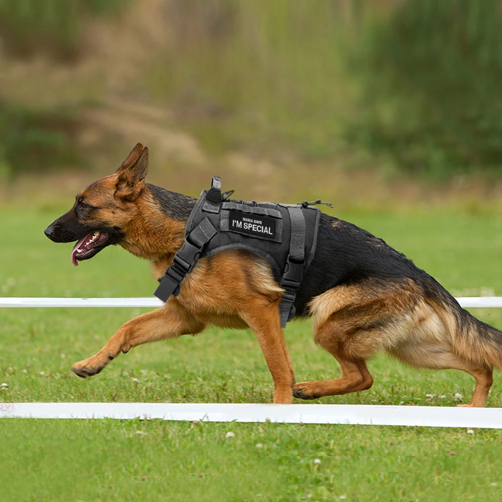 Title 15, Dog Military Tactical Sticker Label Collar Harn...