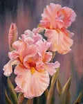 60x75cm