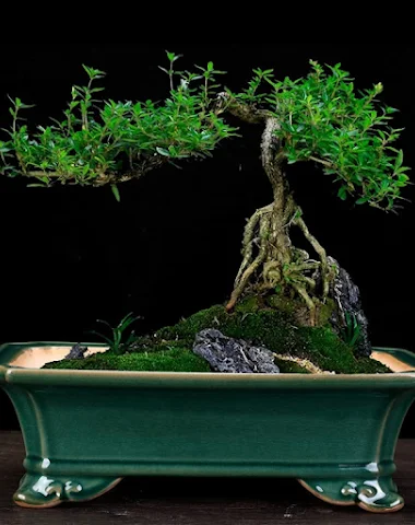 Image product - 2