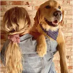 Pet triangle collar, owner's hair tie, and headdress, a coordinated set providing a stylish look for pet owners and thei — photo 6