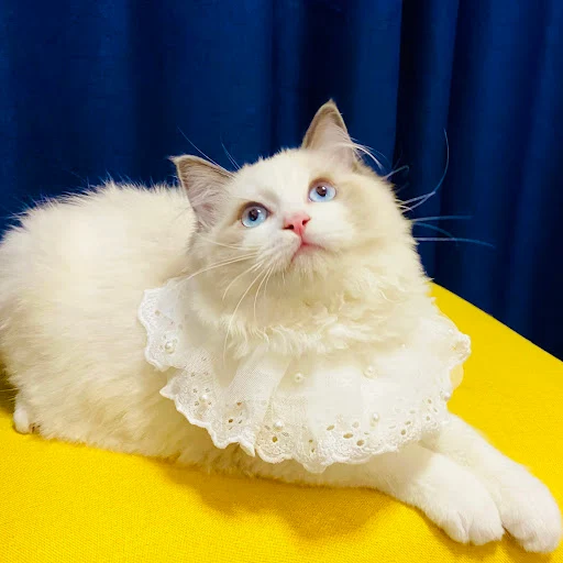 Title 4, Cat and Dog Saliva Towel Lace Edge Bib Accessor...