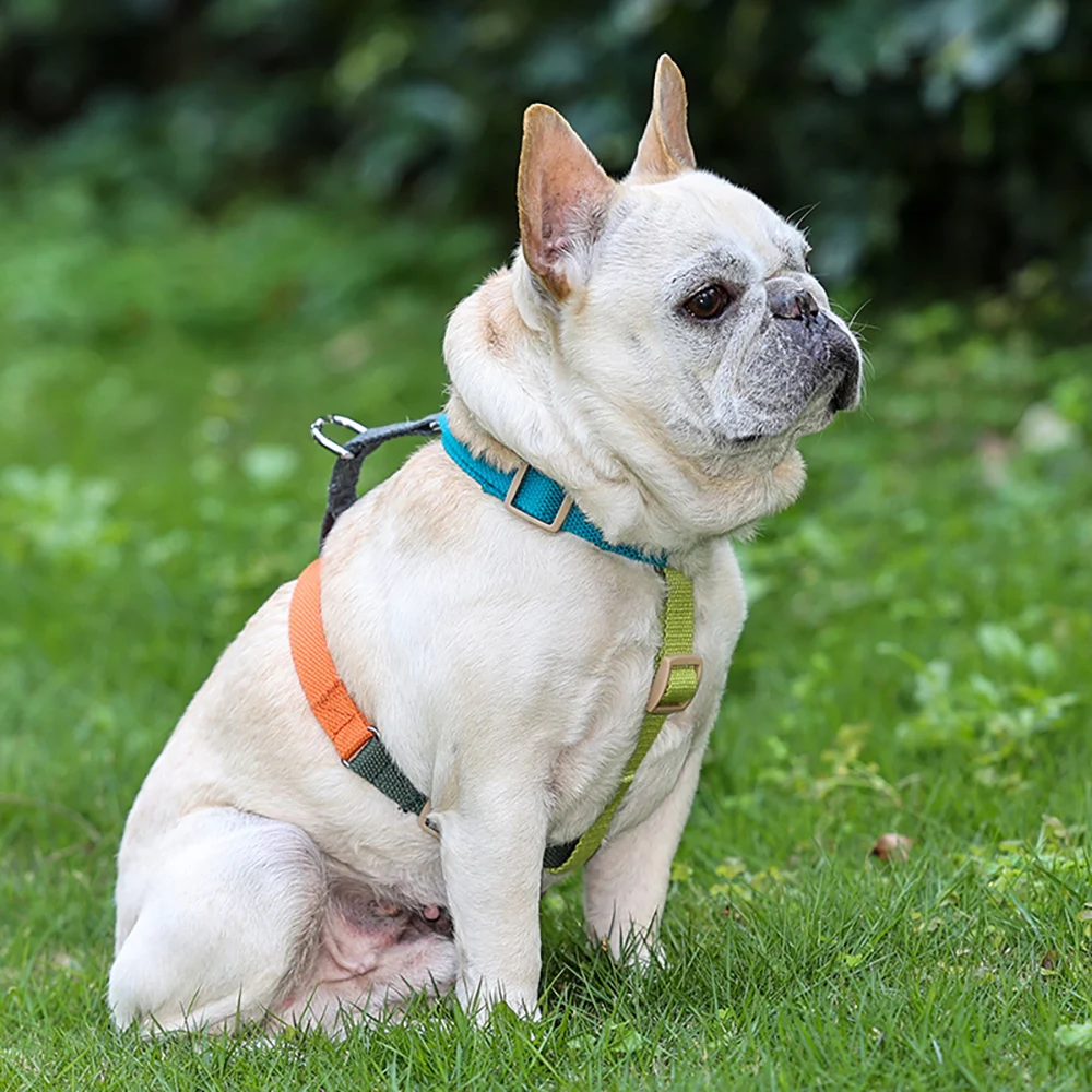 Title 5, Dog Harness – Easy on And Off,No Choke Dog Walk...