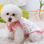 Yazlık İnce Köpek Küçük Nefes Alabilir ve Rahat Kedi Eteği. Sıcak havalar için ideal, hafif ve nefes alabilen. — Fotoğraf 1