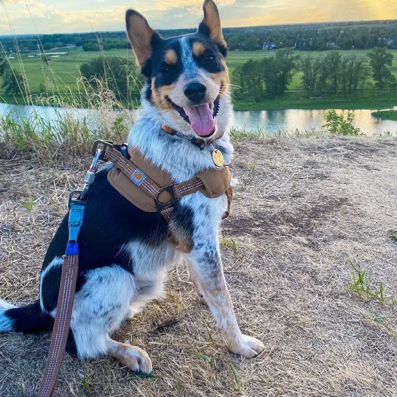 Title 5, Dog Chest Harness Safety Training Belt Hand Hol...