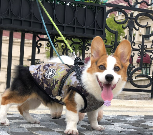 Winter warm dog hooded coat jackets for small dogs, Chihuahua Pug outfits, puppy cat clothing, keeping your pet cozy. — photo 8