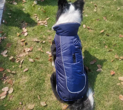 Title 7, Thickened dog padded coat with reflective eleme...