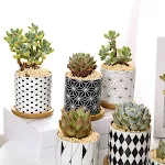 miniatures image - 2