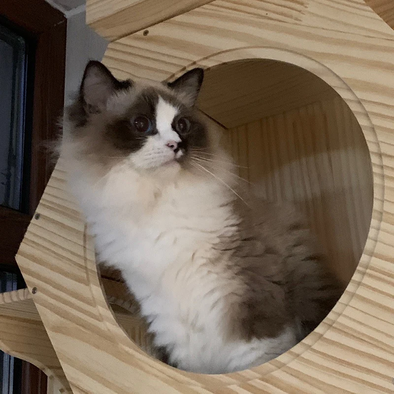Title 2, Solid wood wall mounted cat platform with sisal...