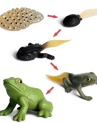 Image product - 2
