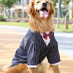 Golden Retriever Husky Labrador Big Dog Coat Clothes. Keep your large dog warm, comfortable, and protected from the elem — photo 10