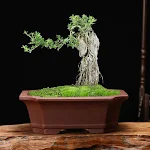 miniatures image - 0