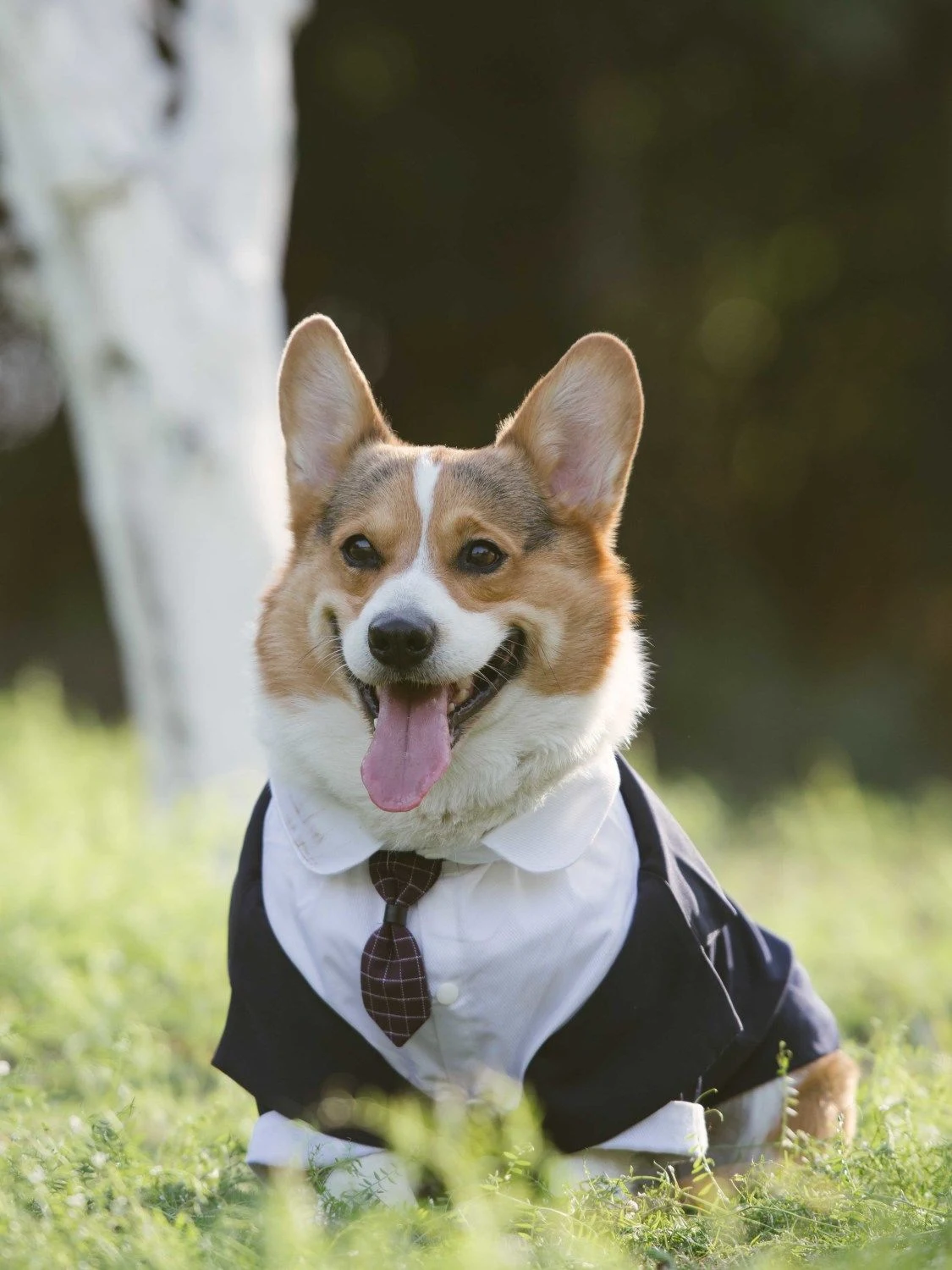 Pet Suit Dog Dress Tuxedo, ideal for weddings and special events. Stylish pet costume that guarantees comfort and a soph — photo 5