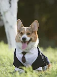 Pet Suit Dog Dress Tuxedo, ideal for weddings and special events. Stylish pet costume that guarantees comfort and a soph — photo 5