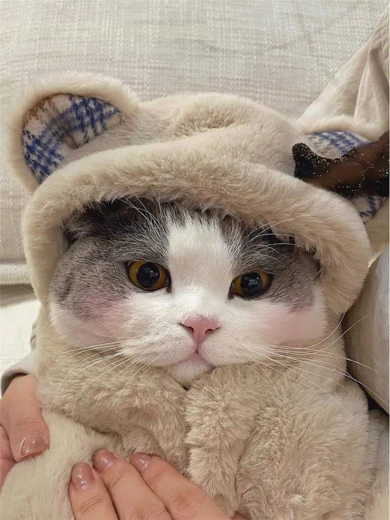 Capa de felpa para perro y gato con diseño de oso, manta cálida de otoño e invierno, ropa adorable y cómoda para mascotas, ideal para acurrucarse. — foto 5