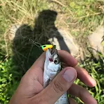 miniatures image - 0