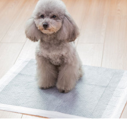 Pet Diapers Keep your home clean and your furry friend comfortable with disposable, adjustable, and highly absorbent pet — photo 1
