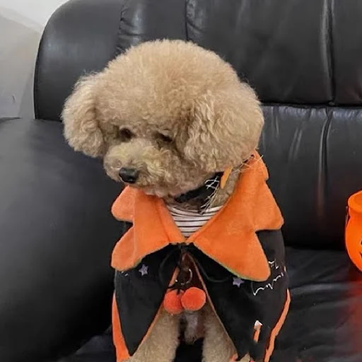 Title 4, Halloween Pumpkin Double Sided Cape Dog Party C...