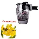 Osmanthus