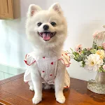 Pet Love Çiçekli Pamuklu Köpek Elbisesi. Rahat ve şık. Yürüyüşler ve fotoğraflar için ideal. Evcil hayvanınızın parlamasını sağlayın! — Fotoğraf 12