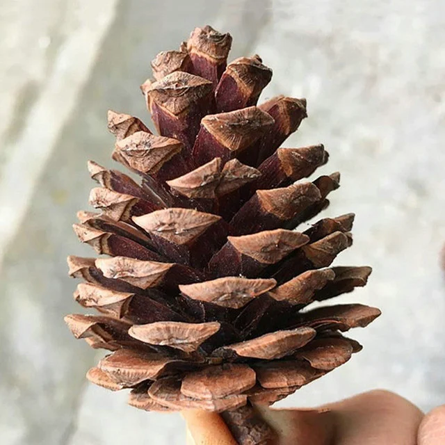 Title 2, Natural Single Pine Fruit Dried Flower for Kind...