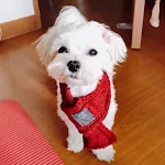Winter Warm Dog Cat Christmas Knitted Scarf Collar Accessories Adjustable Small Puppy Kitten Scarves Pet Clothes For Chi — photo 1