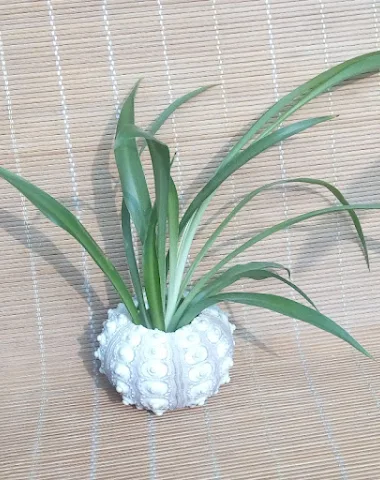 Image product - 0