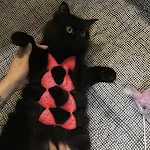 Funny Cat Clothes Cosplay Cat Bikini Sexy Pet Underwear Cat Bra Halloween Dress Pet Bikini Clothing Festival Party Cloth — photo 10