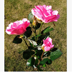 miniatures image - 6