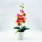 4 Phalaenopsis Orange