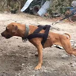 Chest strap L