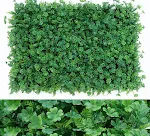 Small lotus leaf lawn