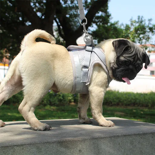 Cat Harness and Leash Set Reflective Kitten Puppy Dogs Jacket Mesh Pet Clothes For Small Dogs Pet Chihuahua Yorkies Pug — photo 2
