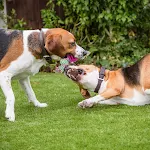 Köpekler için pamuk ip çift düğümlü top oyuncak, ısırığa dayanıklı, diş temizleme oyuncağı, köpeğiniz için eğlence ve sağlık — Fotoğraf 5