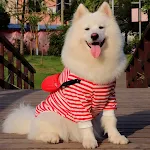 Red white